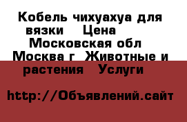 Кобель чихуахуа для вязки. › Цена ­ 500 - Московская обл., Москва г. Животные и растения » Услуги   